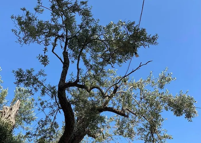 Kamp alanı Camping Qeparo *