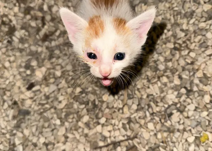 Camping Qeparo مكان تخييم كيبارو